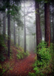A forest picture by Miwok, public domain
